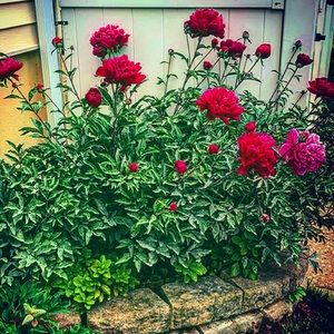 Meet your Posher, Ayse